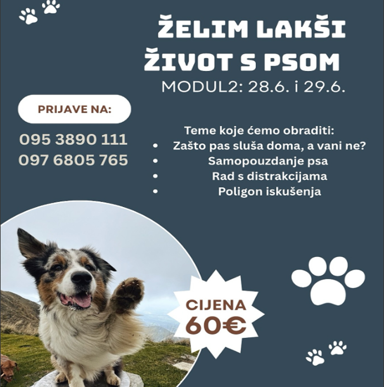 I Want an Easier Life with My Dog